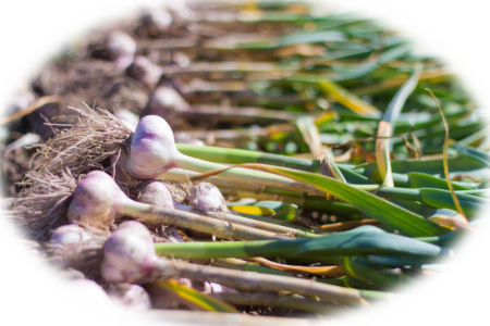 Russian Red Garlic at Sitka Farm Garlic Seed Oliver, BC, Canada